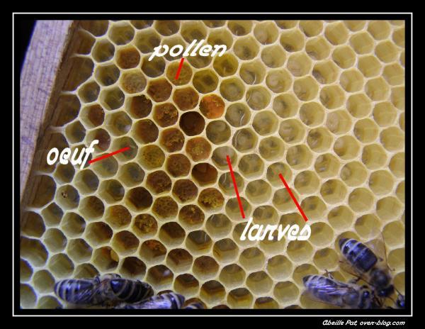 Qu'est-ce que le pollen ? - HAPPYCULTEUR
